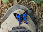A natureza vem dar boas vindas ao cicloturista, através de uma borboleta lindíssima