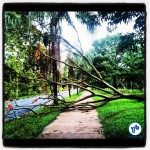 Árvore obstruiu totalmente a ciclovia por quatro dias, até ser cortada e deixada (até agora) sobre a área gramada. Foto: Rachel Schein