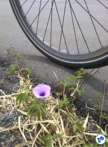 Flor nascendo no asfalto 